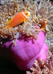HANGIN' OUT! Anemonefish; Pohnpei; Housed Nikon F; 55 aut... by Rick Tegeler 
